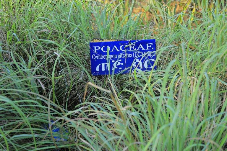 Medicinal Plants In Photos