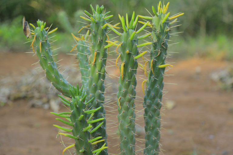 Succulent Plant In Photos