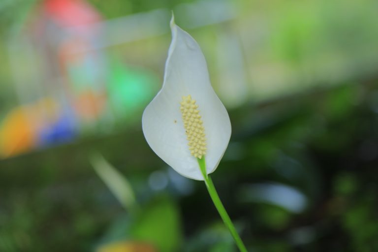 Ornamental Plants In Photos