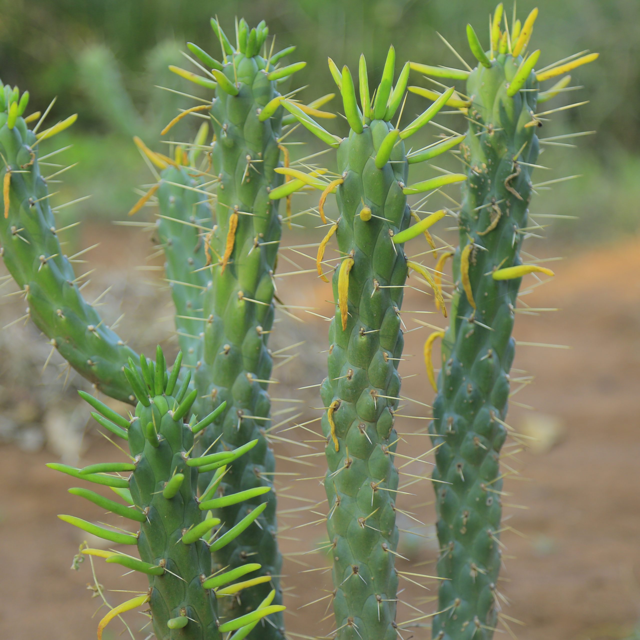 Succulent Plant In Photos
