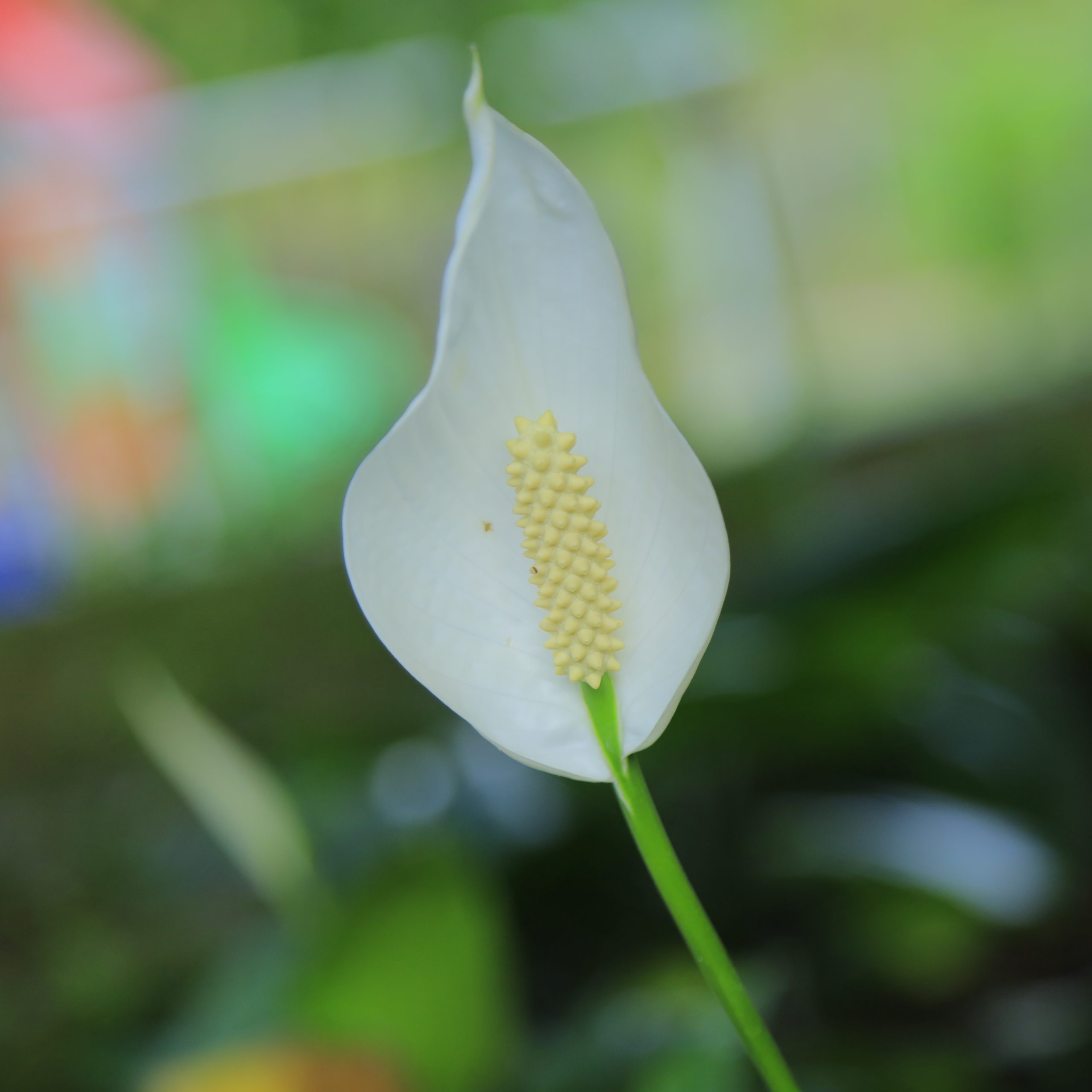 Ornamental Plants In Photos