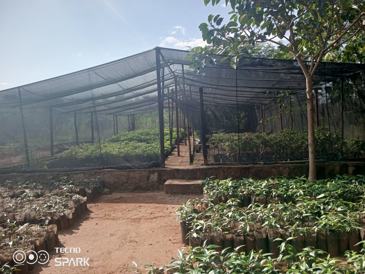 Nursery Site Plants In Photos
